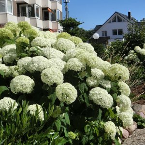 Hortenzia stromčekovitá (Hydrangea arborescens) 'STRONG ANNABELLE' Proven Winner®  - výška 30-40 cm, kont. C3L